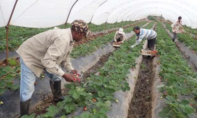 Men harvesting strawberries in strawberry farm