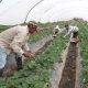 Men harvesting strawberries in strawberry farm