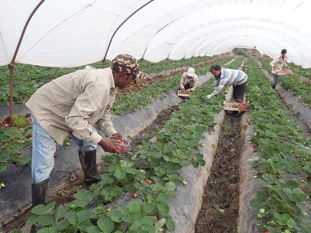 Men harvesting strawberries in strawberry farm
