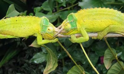 chameleons