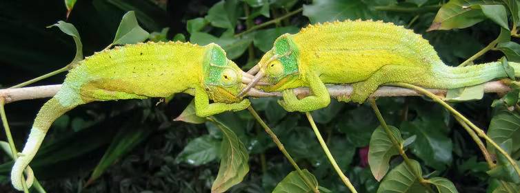 chameleons