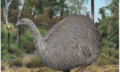 Artist’s impression of an eastern moa in its podocarp forest habita