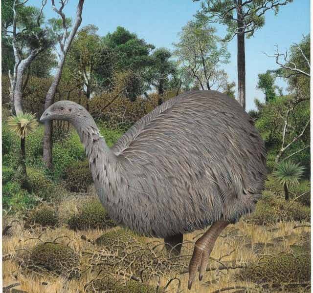 Artist’s impression of an eastern moa in its podocarp forest habita