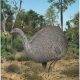 Artist’s impression of an eastern moa in its podocarp forest habita