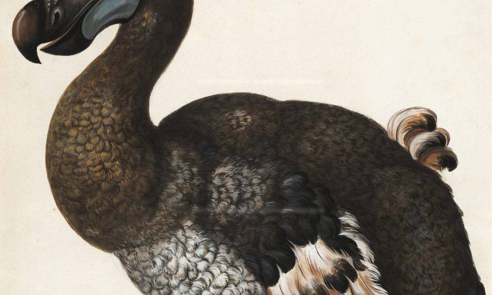 Dodo illustration