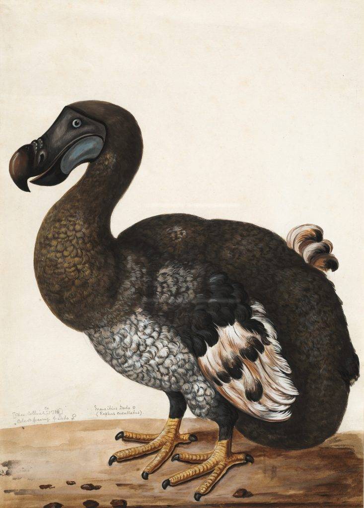 Dodo illustration