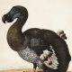 Dodo illustration