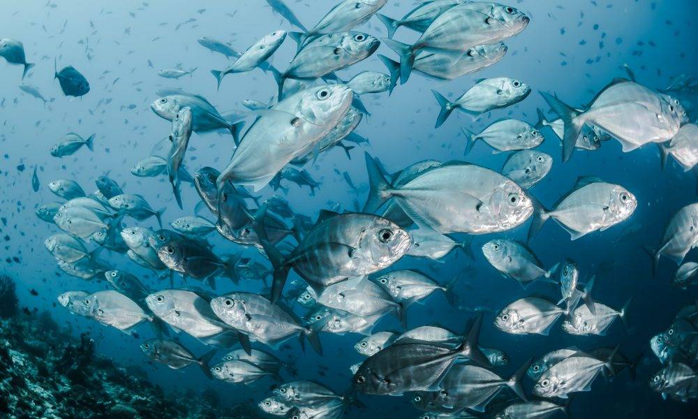 silver fishes underwater