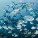 silver fishes underwater