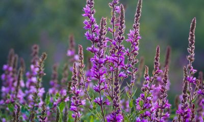 Purple Loosestrife in full-bloom in mid-August.