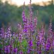 Purple Loosestrife in full-bloom in mid-August.