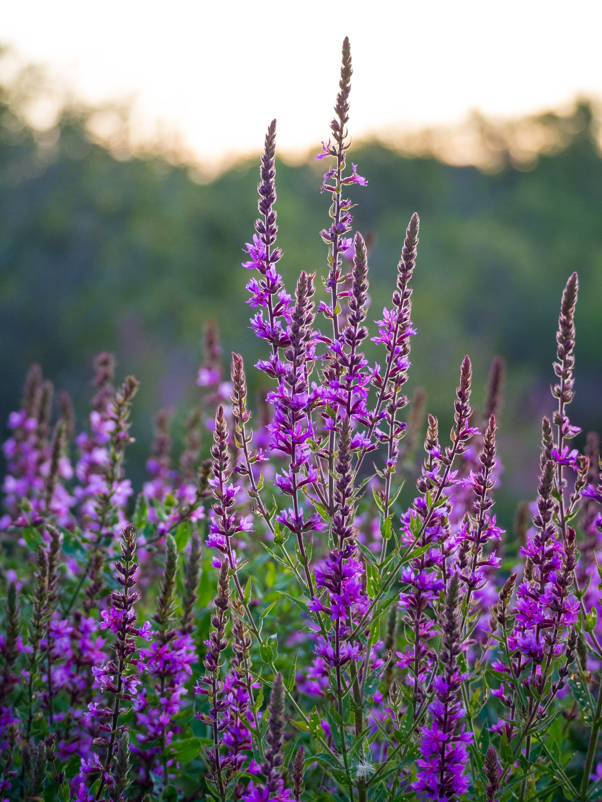 Purple Loosestrife in full-bloom in mid-August.