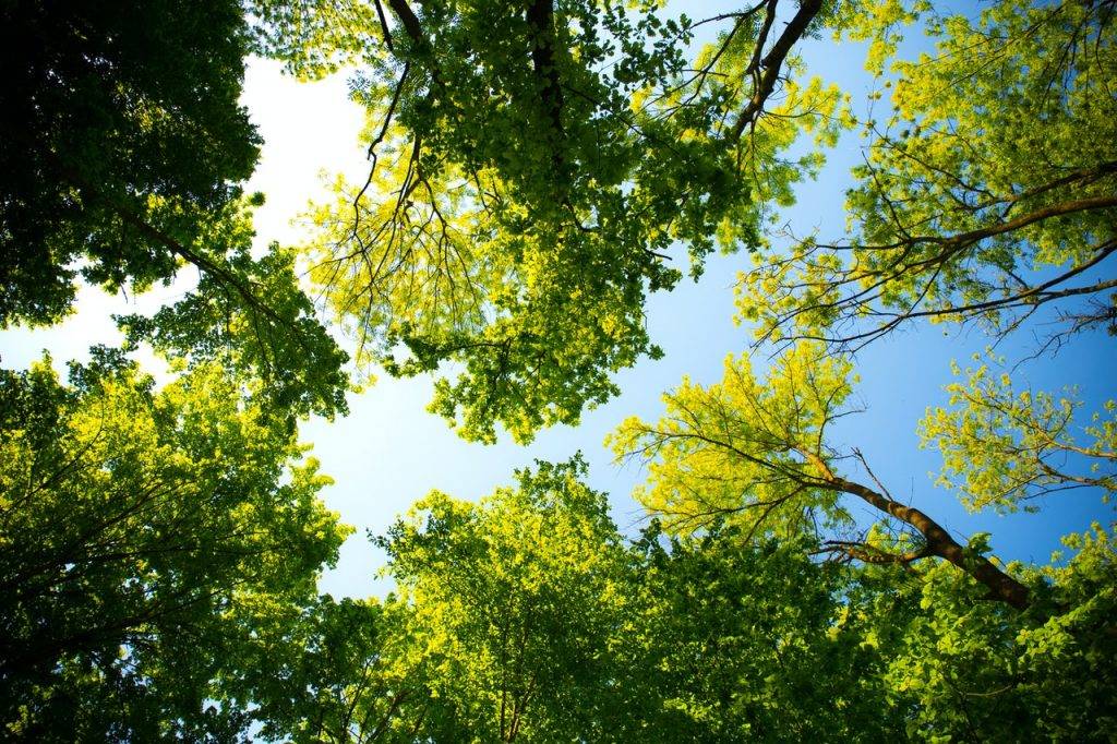 worms eyeview of trees