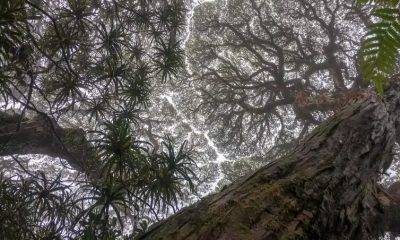worm's eyeview of trees in forest