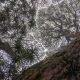worm's eyeview of trees in forest