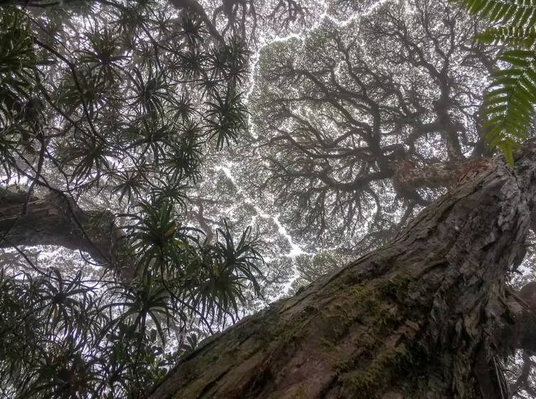 worm's eyeview of trees in forest