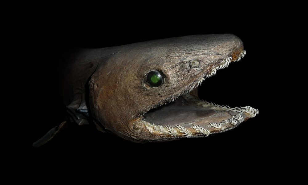 Frilled Shark