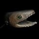 Frilled Shark