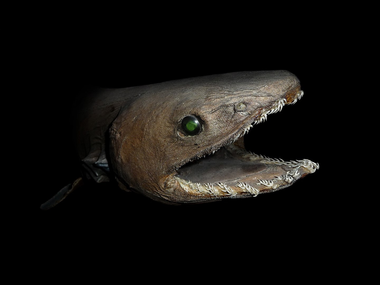 Frilled Shark