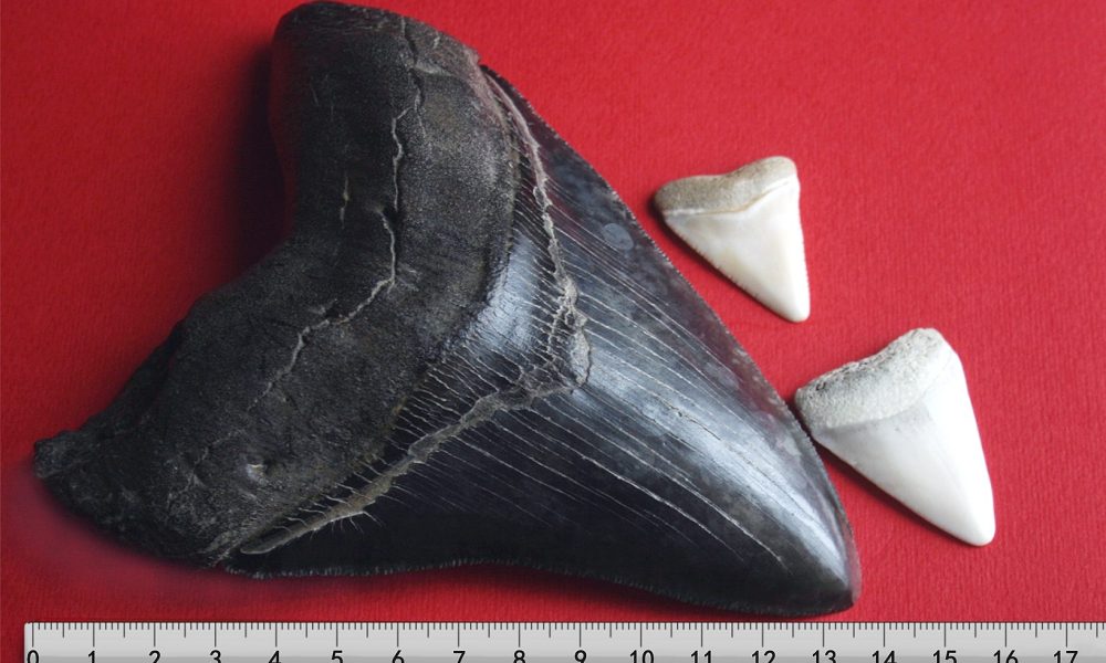 Megalodon tooth and great white shark teeth size comparison