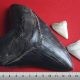 Megalodon tooth and great white shark teeth size comparison