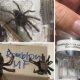 jars containing tarantulas