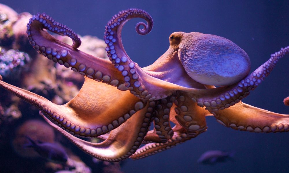 Octopus