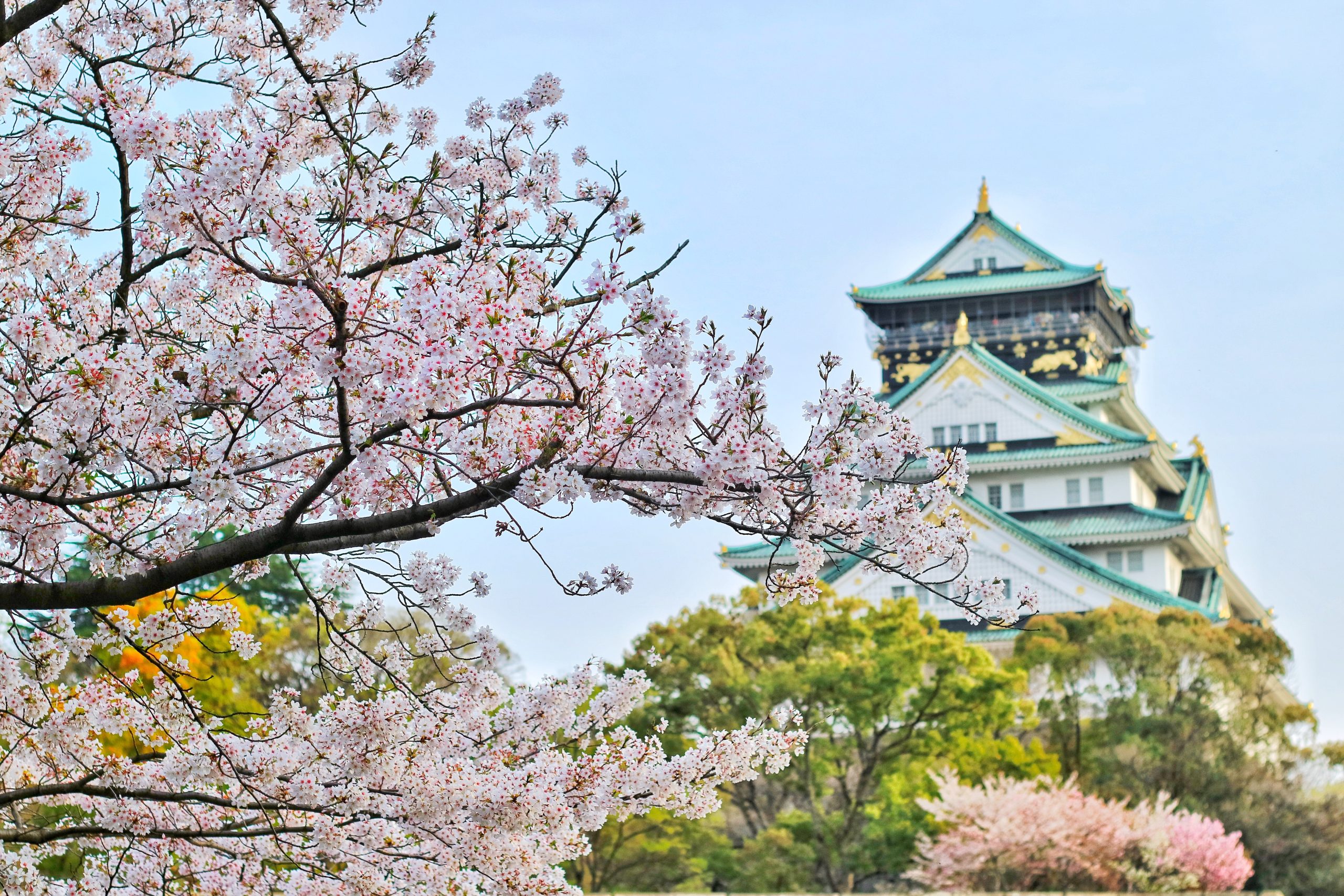 Cherry Blossom Tree in Osaka, Japan