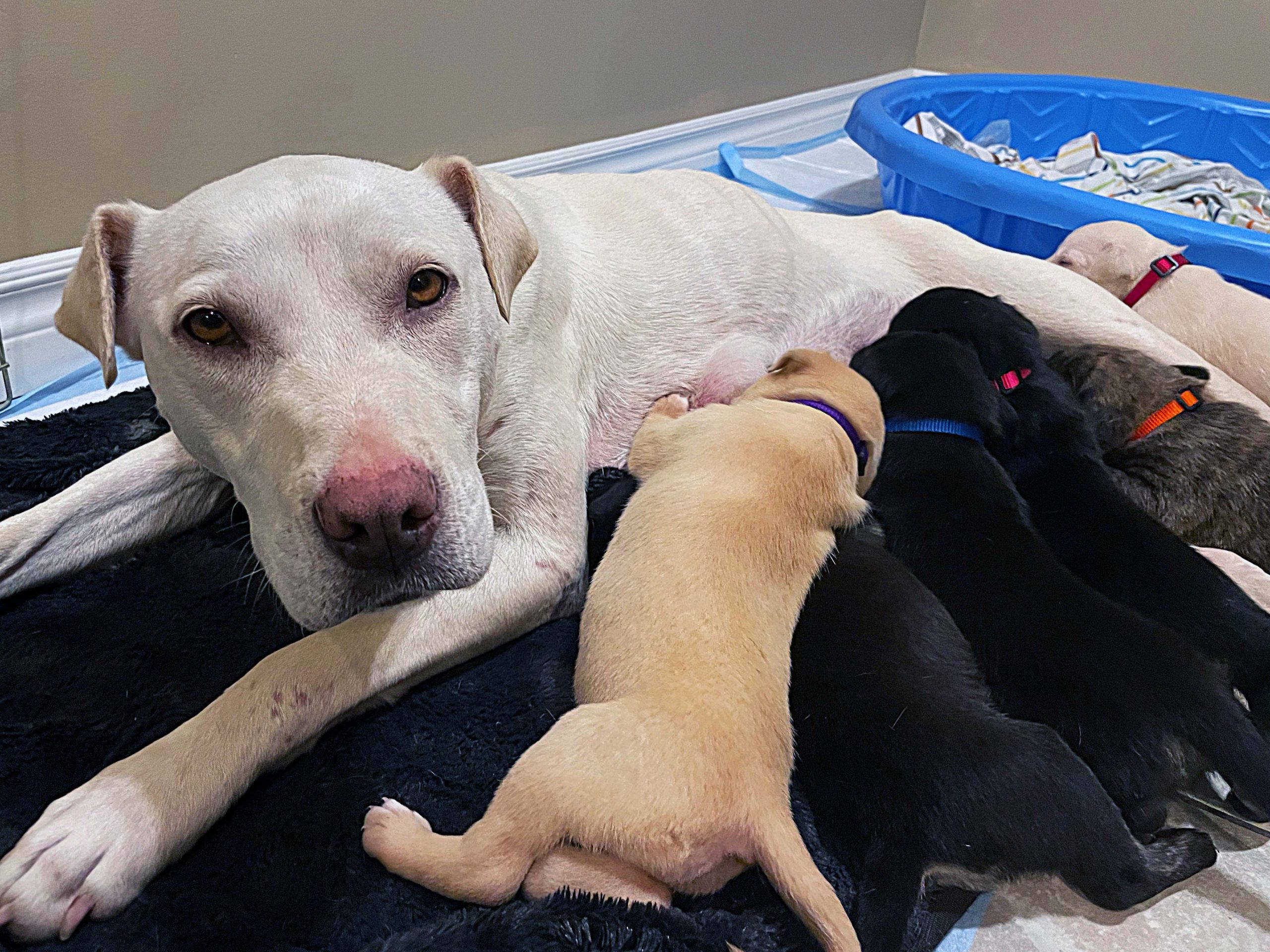 Dallas with her puppies