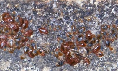 Dozens of bed bugs and their eggs