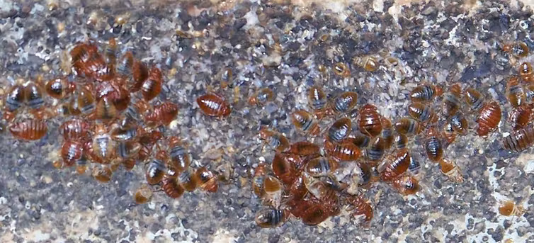 Dozens of bed bugs and their eggs