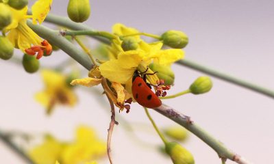 Ladybug on paloverde flower