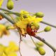 Ladybug on paloverde flower