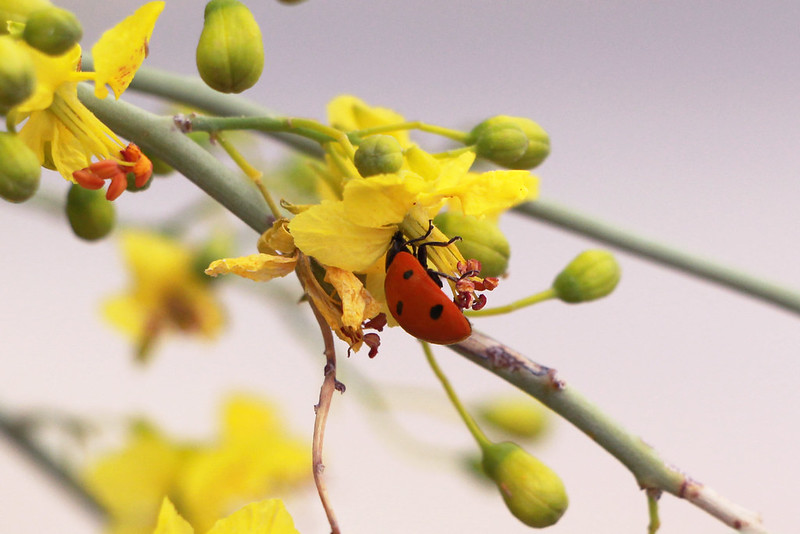 Ladybug on paloverde flower