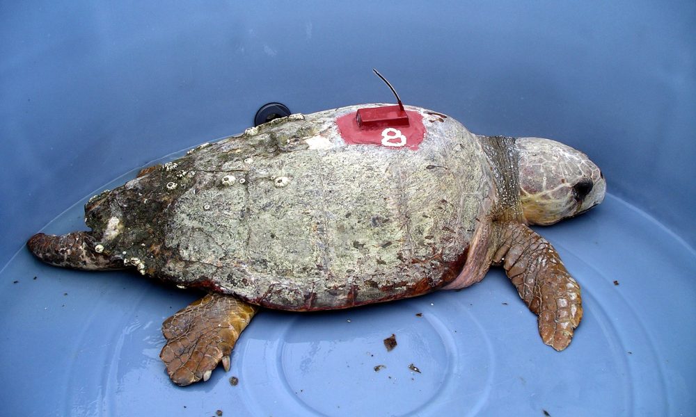 Loggerhead turtle