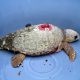 Loggerhead turtle