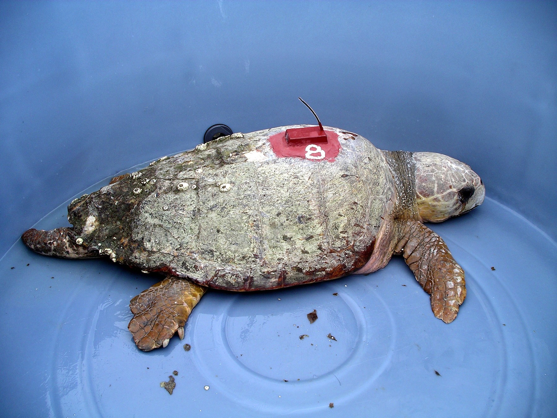 Loggerhead turtle