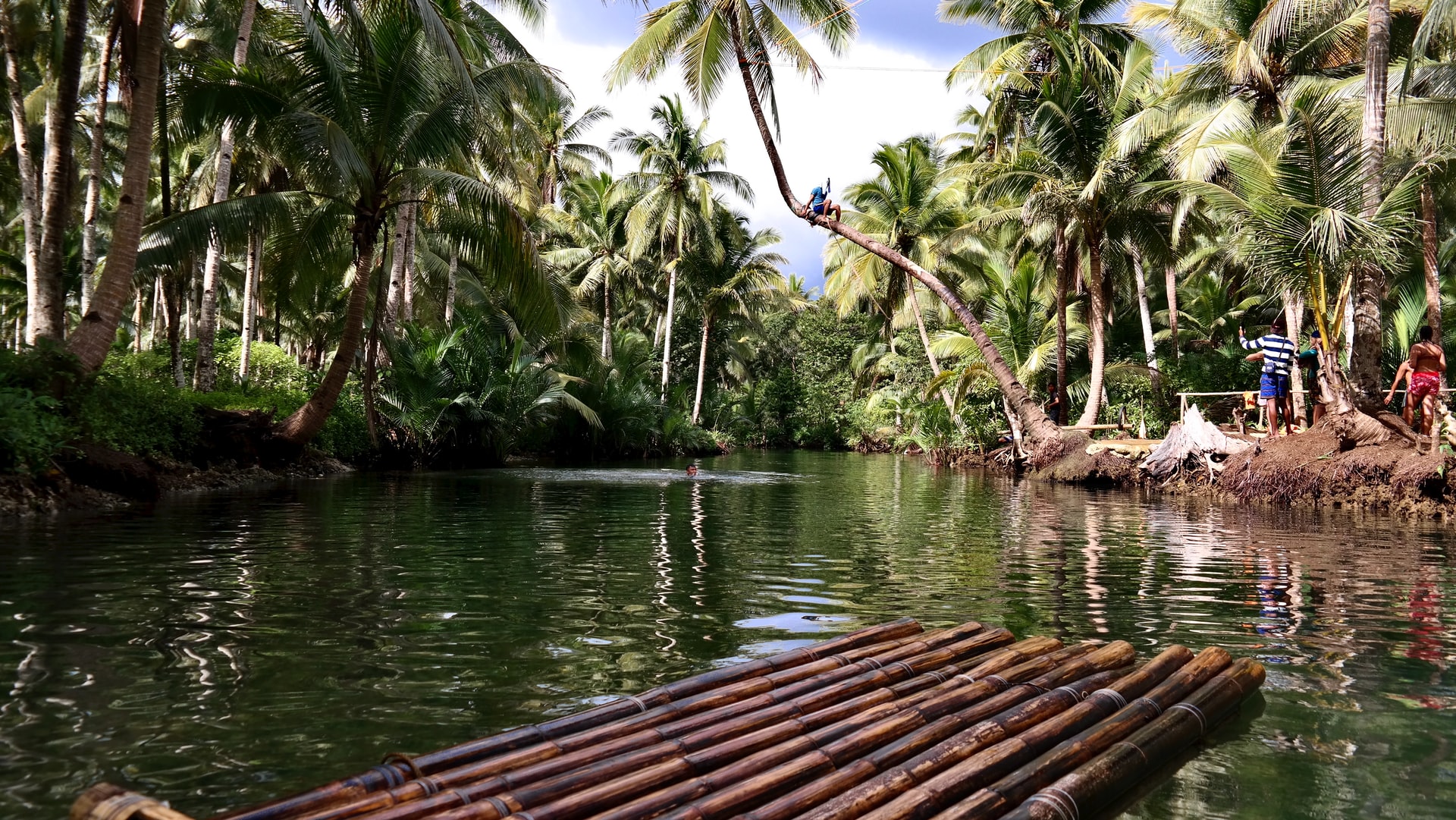 brown wooden dock near green trees during daytime
