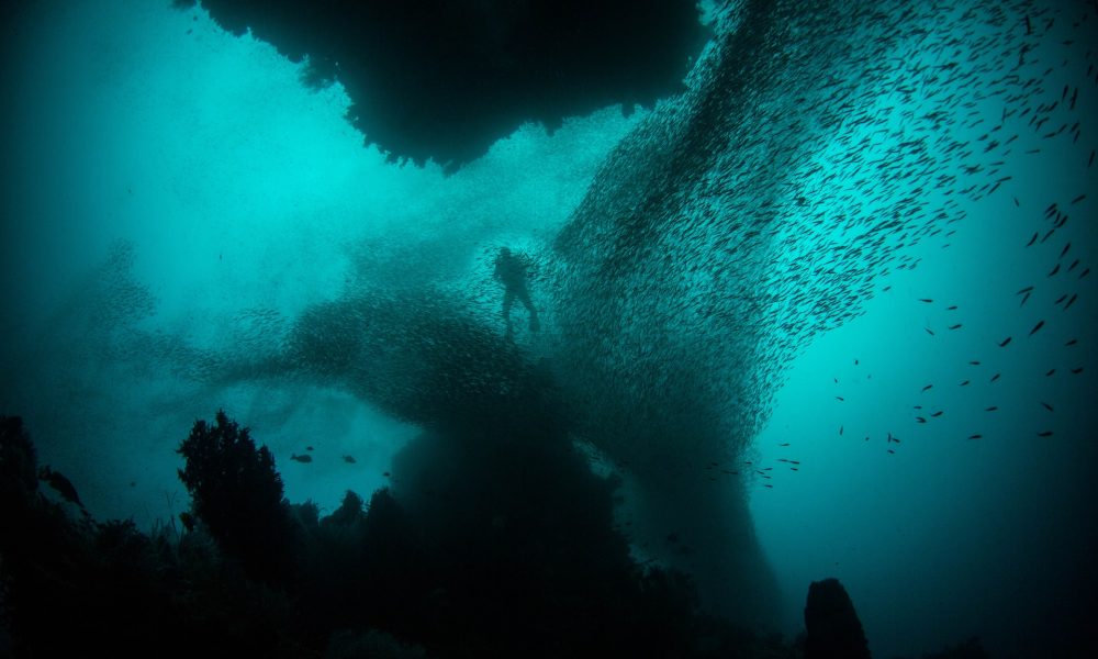 Silhouettes of schools of fish and a diver underwater