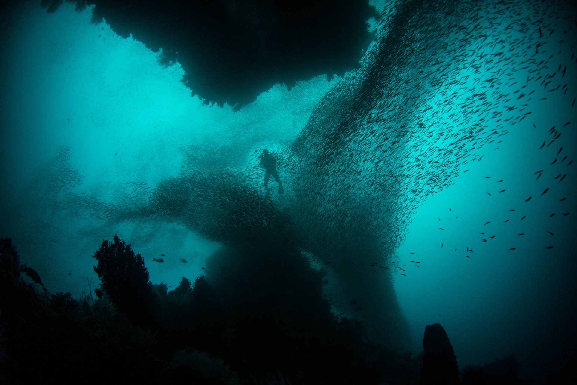 Silhouettes of schools of fish and a diver underwater