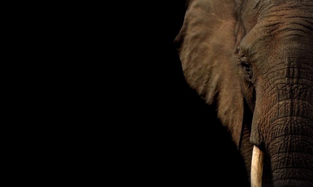 Half face of an elephant on black background