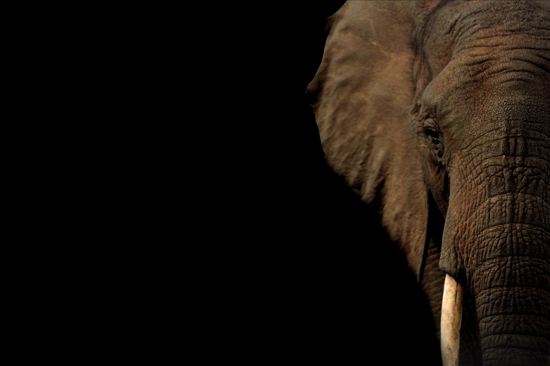 Half face of an elephant on black background