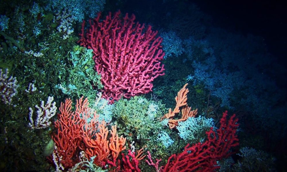 colorful coral reefs underwater