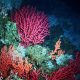 colorful coral reefs underwater