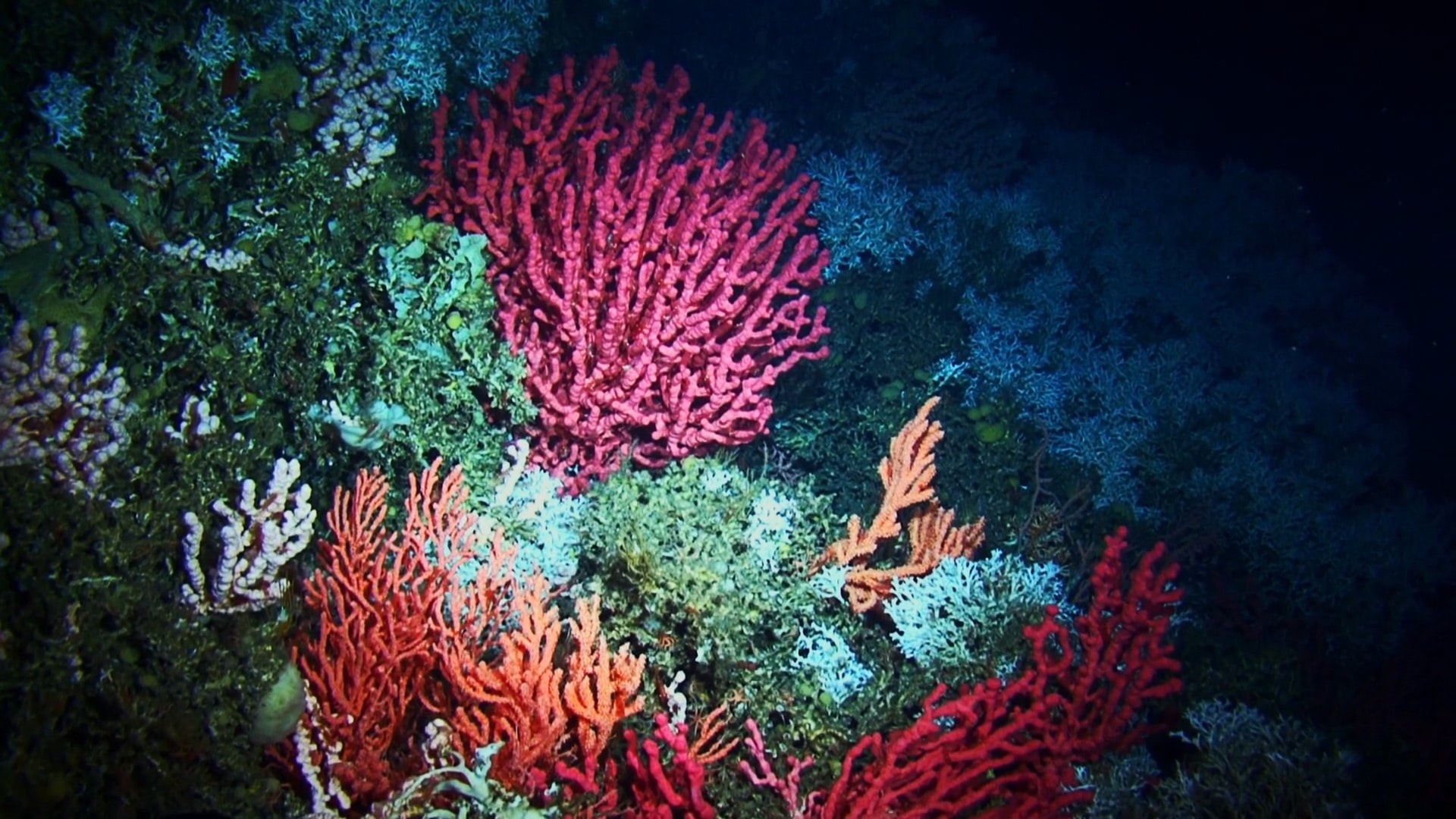 colorful coral reefs underwater