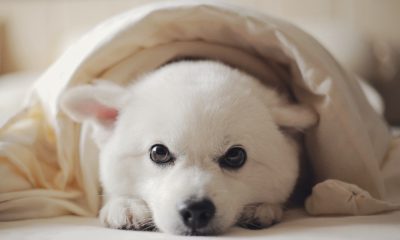 White dog wrapped in blanket