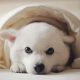 White dog wrapped in blanket