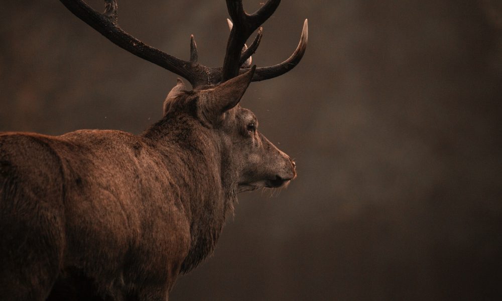 red deer