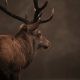 red deer