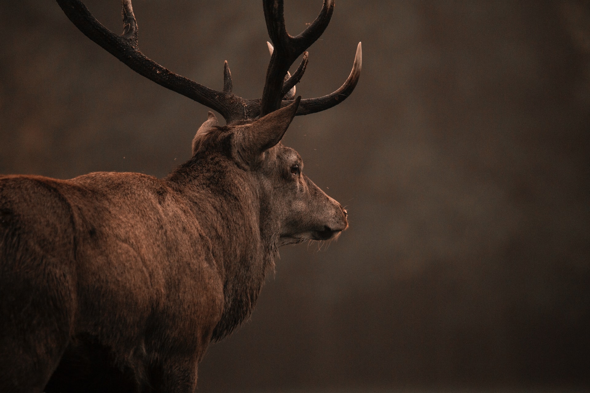 red deer